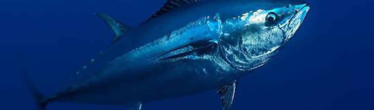 Bluefin tuna